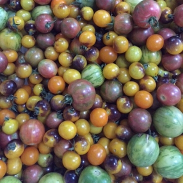 cropped-cherry-tomatoes